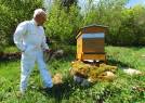 le proprietaire, apiculteur