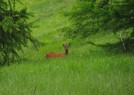 un chevreuil en promenade non loin de la maison...
