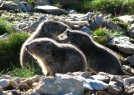 Marmottes du Lac d'Allos Haut Verdon Mercantour - Fabrice HENON Accompagnateur en Montagne <a Grande Traverse du Mercantour Parc National du Mercantour Bivouac Le Boreon Saint Martin Vsubie Parc Alpha les Loups du Mercantour Madone de Fenestre Accompagn