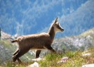 Chamois Valle des Merveilles Mercantour - Fabrice HENON Accompagnateur en Montagne<a Grande Traverse du Mercantour Parc National du Mercantour Bivouac Le Boreon Saint Martin Vsubie Parc Alpha les Loups du Mercantour Madone de Fenestre Ac